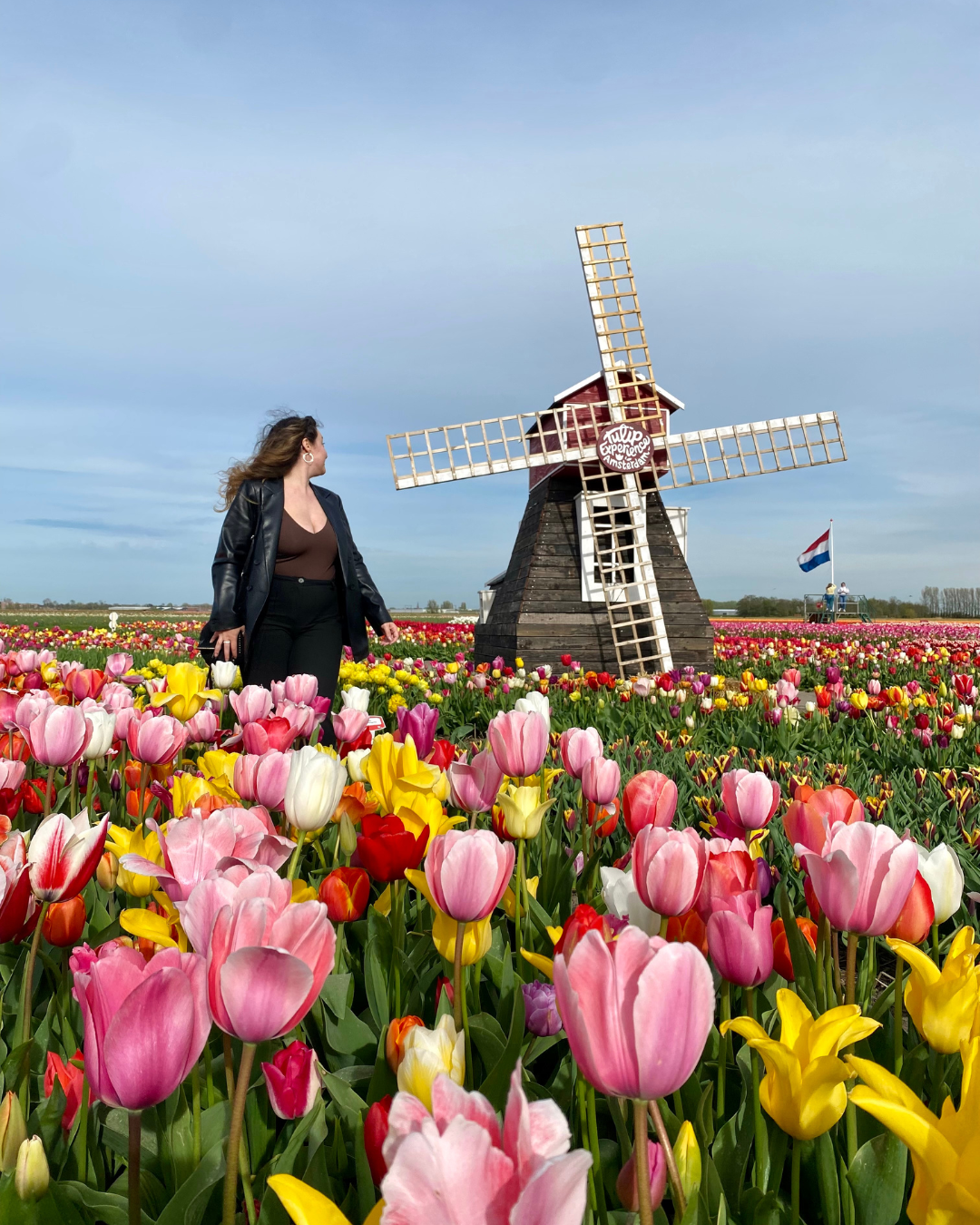 tulip field near amsterdam